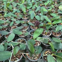 استخدام سرایدار