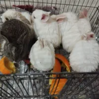 فروش خرگوش