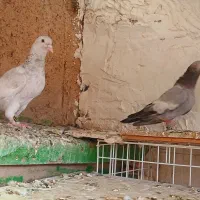 کت سفید  سرک سبز سوینی|پرنده|شیراز, شهرک قمشه|دیوار