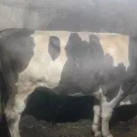 فروش دوراس گوساله برای.پروار