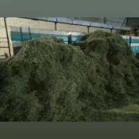 یونجه خشک بدون علف و بدون رطوبت اعلی