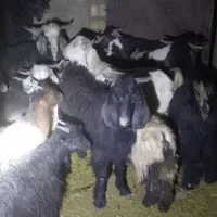 فروش چند راس چپش