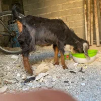 بز در کنکان|حیوانات مزرعه|بندر کنگان, |دیوار