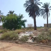 زمین 250|فروش زمین و ملک کلنگی|حمیدیه, |دیوار