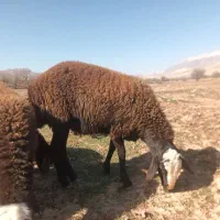 بره قوچ شال افشار