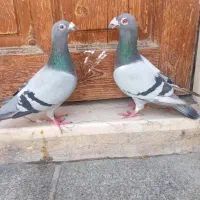 ۳ جفت حیوون پلاکی درجه یک خواس