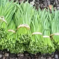 برگ سیر محلی