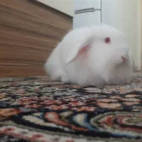 خرگوش لوپ آموزش دیده