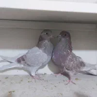 کبوتر کفتر کاشونی و تهرونی|پرنده|فولادشهر, B1|دیوار