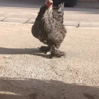 مرغ و خروس برهما