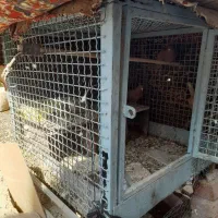 قفس مرغ وکبوتری|لوازم جانبی حیوانات|خاش, |دیوار