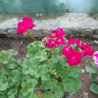 گلهای شمعدانی