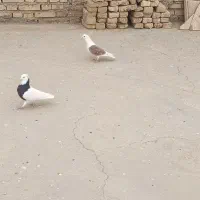 کبوتر|پرنده|دزفول, |دیوار