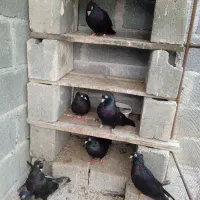 سیاه آبادانی زیبا و تمیز|پرنده|بندر کنگان, |دیوار