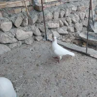 کبوتر نر خط دار|پرنده|آشخانه, |دیوار