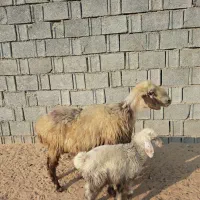 میش شکم دوم دوقلوزا  با بره نر|حیوانات مزرعه|آبپخش, |دیوار