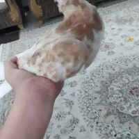 کفتر