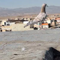 هفرنگ خطی|پرنده|محمدیه-قزوین, |دیوار