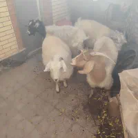 بز قیمت مناسب