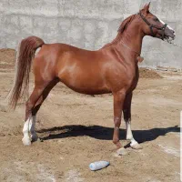 اسب|اسب و تجهیزات اسبسواری|تبریز, |دیوار