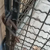 قفس سگ بزرگ