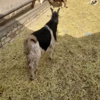 یه رس بیگ تخمی|حیوانات مزرعه|فولادشهر, فولادشهر|دیوار