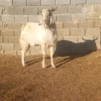 بز دودندان|حیوانات مزرعه|قیدار, |دیوار