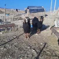 میش داشتی طلا|حیوانات مزرعه|ملکشاهی, |دیوار