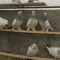 کبوترترکیه ای