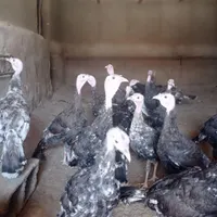 تعداد 150 عدد جوجه بوقلمون بومی و جوجه خروس بومی|حیوانات مزرعه|تهران, جنت‌آباد مرکزی|دیوار