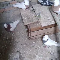 کبوتر فروشی