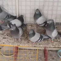 کفتر کبوتر سبز کاغدی کاکلی شمرونی