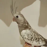 عروس هلندی مرواریدی|پرنده|تهران, امین حضور|دیوار