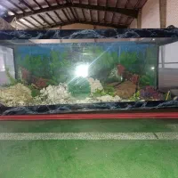 آکواریم ماهی