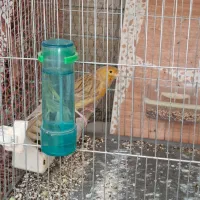 پرنده سهره قناری گلبسر نر|پرنده|رباطکریم, رباطکریم|دیوار