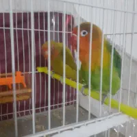 سلام یک جفت کتوله  نرماده