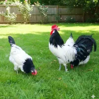 تخم مرغ نطفه دار و جوجه نژاد زینتی لاکنولدر آلمان