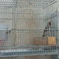 سهره کرمونی