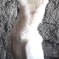 زرد خارجی جاکوبین بخارا سرور|پرنده|یزد, |دیوار