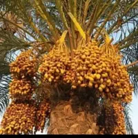 اجاره خانه ی ویلایی نوساز در تنگ هیگون
