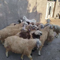 بره نر|حیوانات مزرعه|یزد, |دیوار