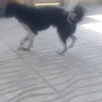 سگ.پاکوتاه.سیاه.|سگ|کرمان, |دیوار