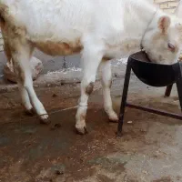 گوساله ماده  سوزنی