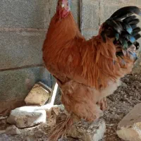 برهمای اصل وزیبا