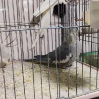 عروس هلندی جفت|پرنده|مرودشت, ابوذر شمالی|دیوار