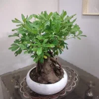 وسایل کلکسیونی و سرگرم کننده