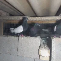 کبوتر،رنگی ۲۰عدد|پرنده|دزفول, |دیوار