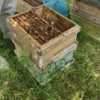 عسل گون گز خالص و درجه یک