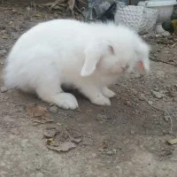 خرگوش لوپ ماده بالغ اماده جفت گیری فوری