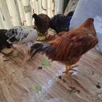 خروس|حیوانات مزرعه|تهران, شهید فکوری|دیوار